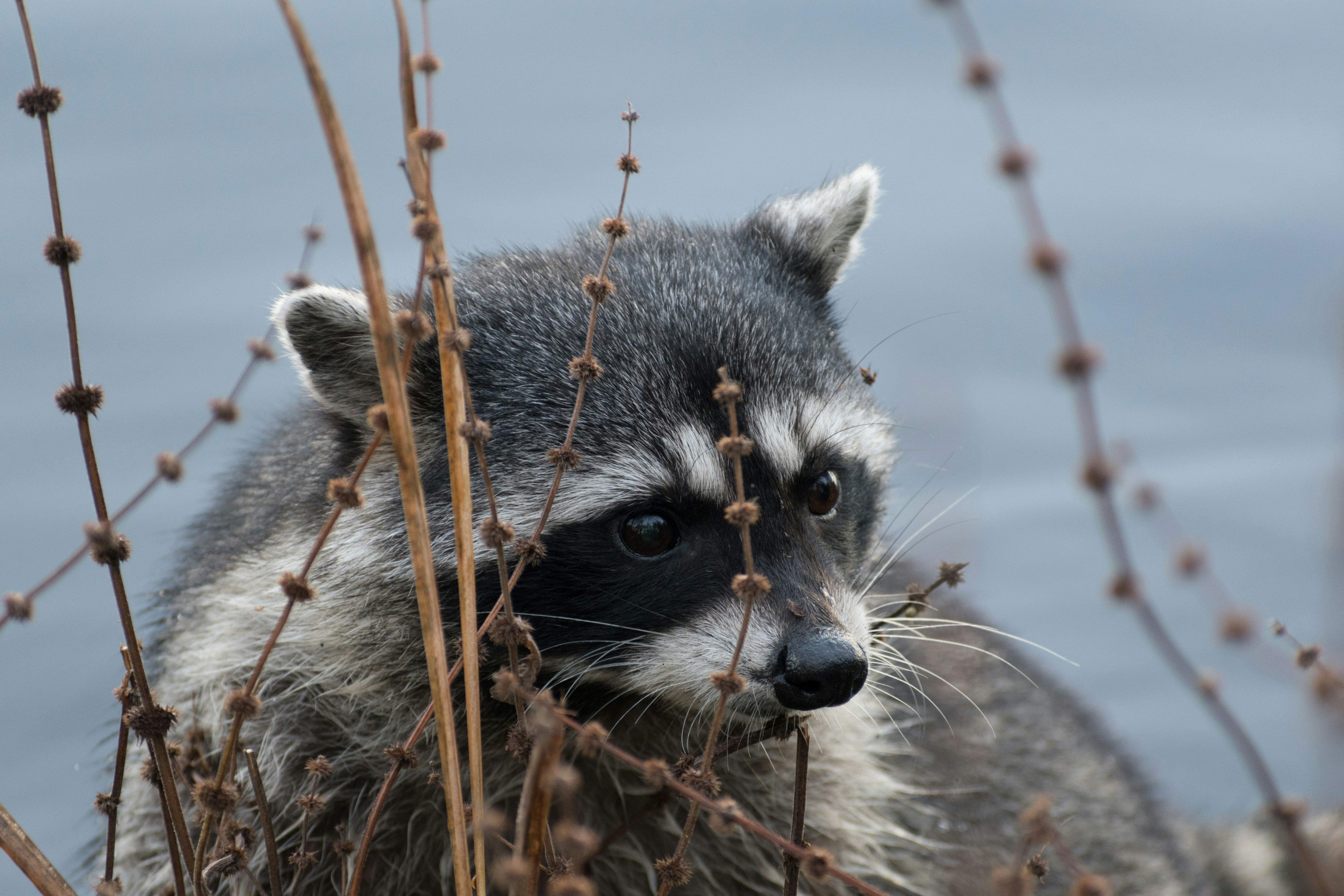 Racoon looking down
