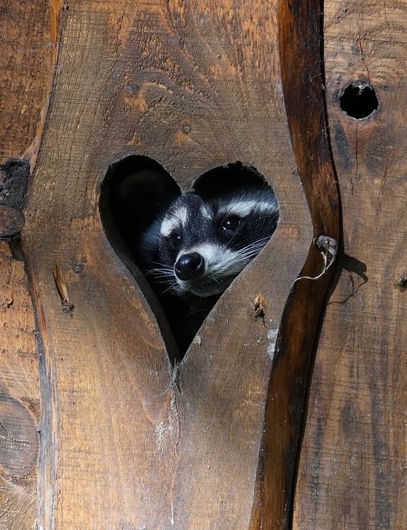 Raccoon love